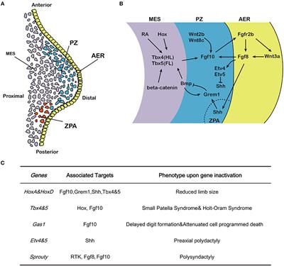 Fibroblast Growth Factor 10 and Vertebrate Limb Development